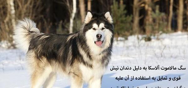 عکس ضعیف ترین سگ