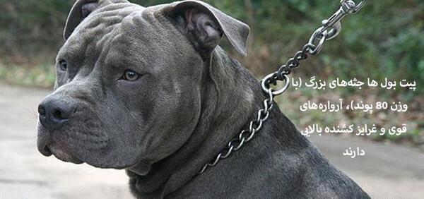 عکس ضعیف ترین سگ جهان