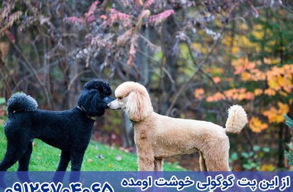 عکس سگ پودل صورتی