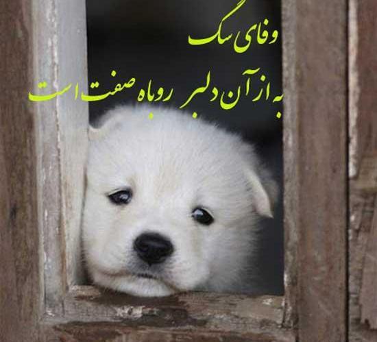 عکس پروفایل آدمهای سگ صفت