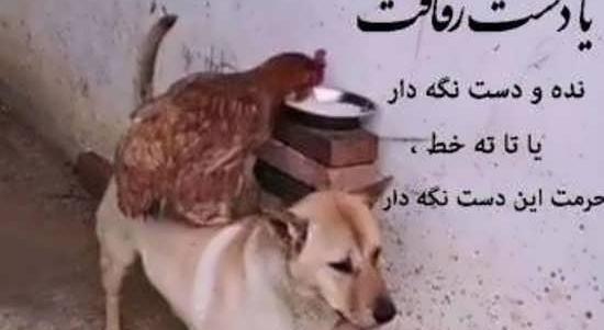 عکس پروفایل آدمهای سگ صفت