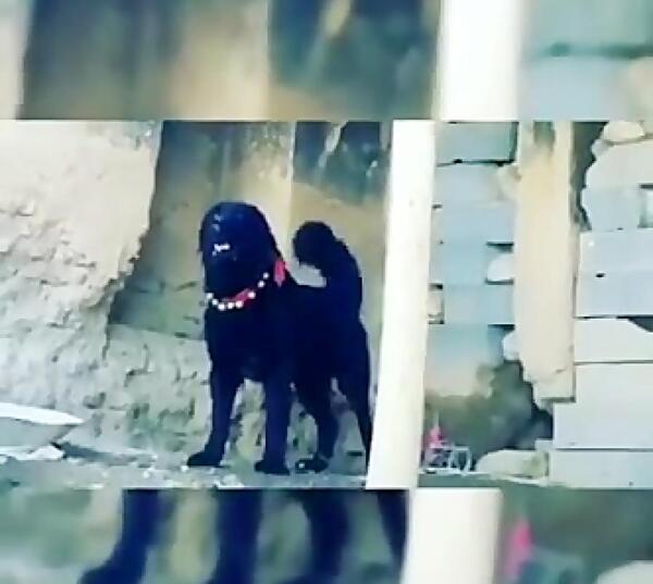 عکس سگ با صدای سگ