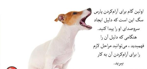 عکس سگ با صدای سگ