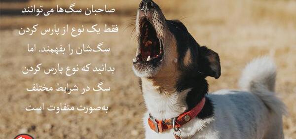 عکس سگ با صدای سگ