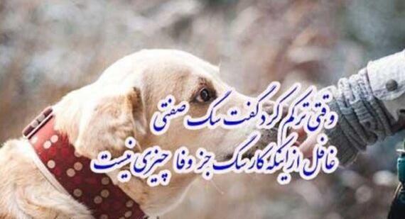 عکس نوشته آدمهای سگ صفت