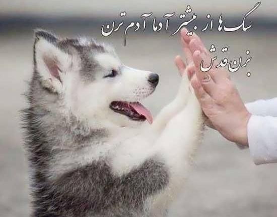 عکس نوشته ادم سگ صفت