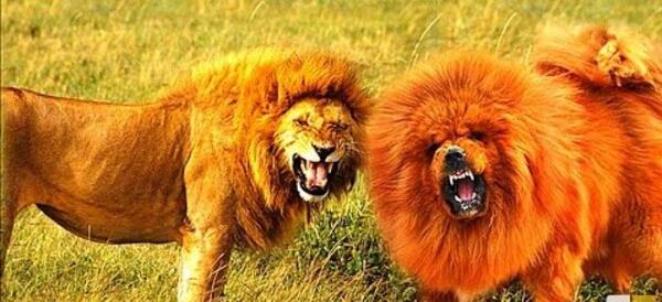 عکس سگ نژاد شیری