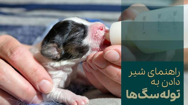 عکس سگ نژاد شیری