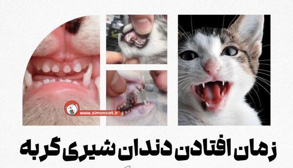 عکس دندان شیری سگ