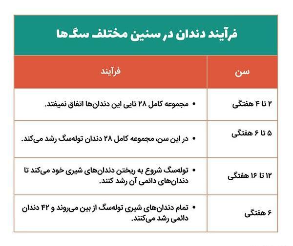 عکس دندان شیری سگ