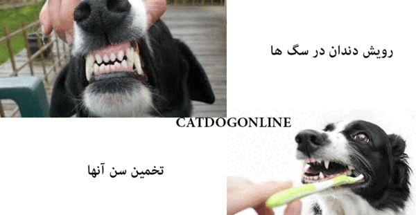 عکس دندان شیری سگ