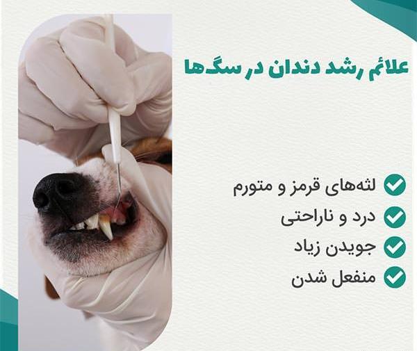عکس دندان شیری سگ