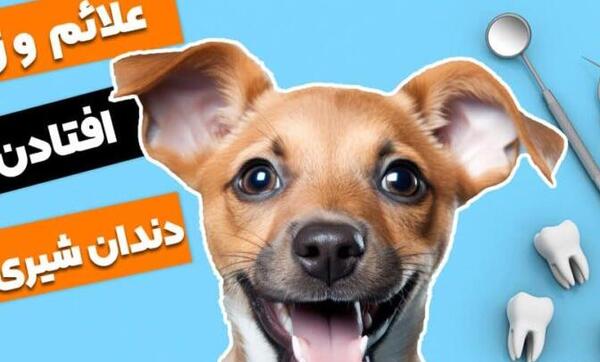عکس دندان شیری سگ