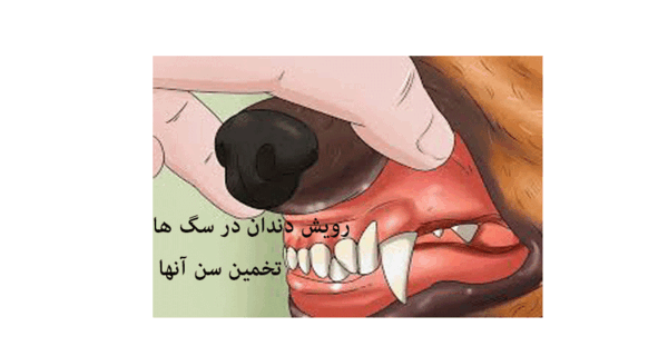 عکس دندان شیری سگ