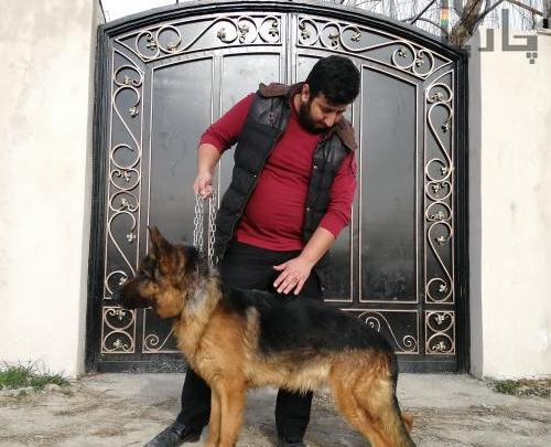دانلود عکس سگ شیانلو