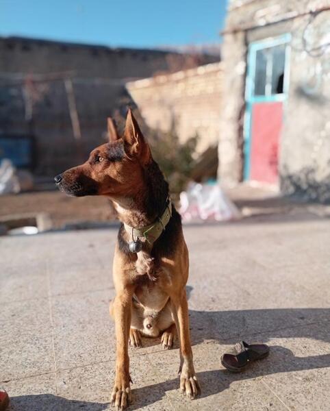 دانلود عکس سگ شیانلو