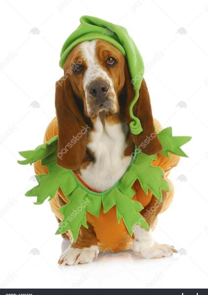 عکس سگ شکاری سفید