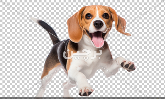 عکس سگ شکاری سفید
