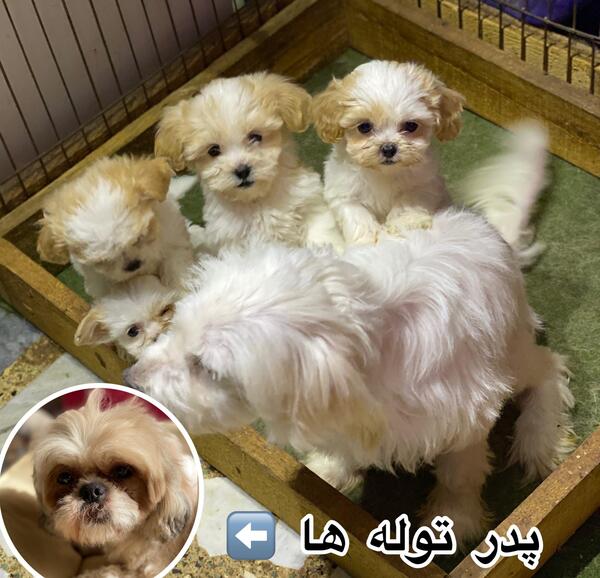 عکس های سگ شیتزو تریر