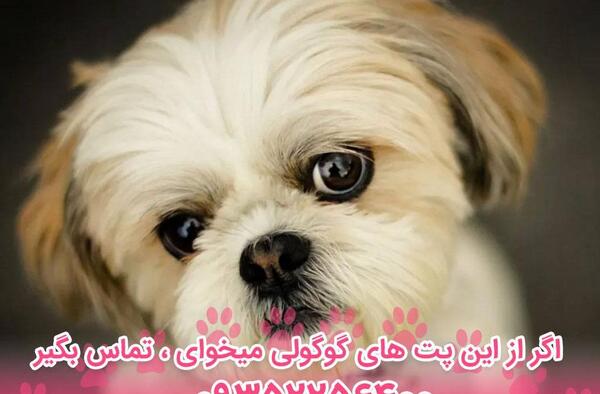 عکس های سگ شیتزو تریر