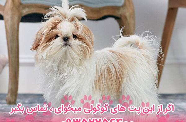 عکس سگ شیتزو سفید