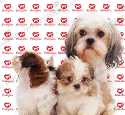 عکس سگ شیتزو سفید