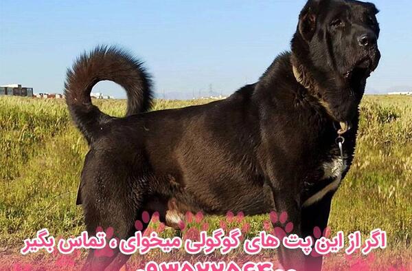 عکس سگ سرابی سیاه سفید