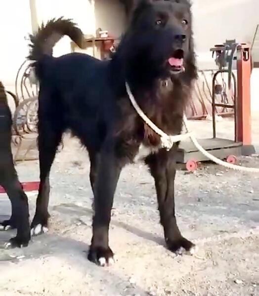 عکس سگ سرابی سیاه سفید