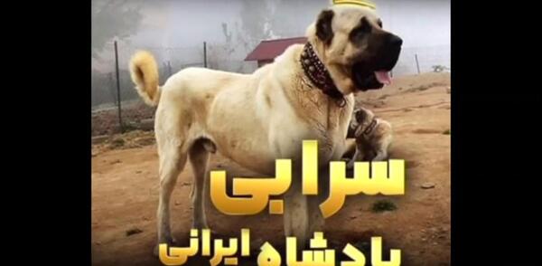 عکس سگ سرابی سیاه سفید