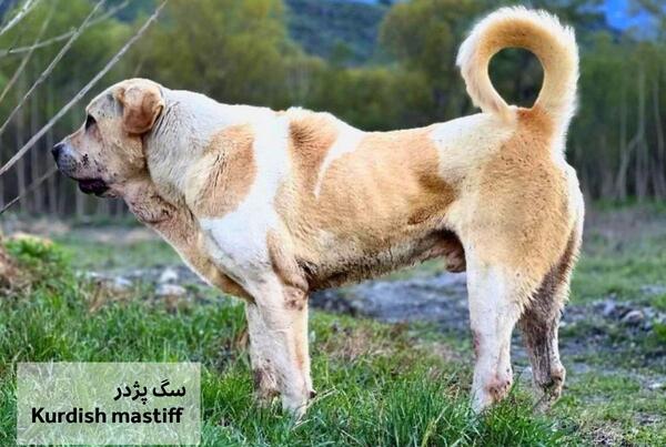عکس سگ سرابی وحشی بزرگ