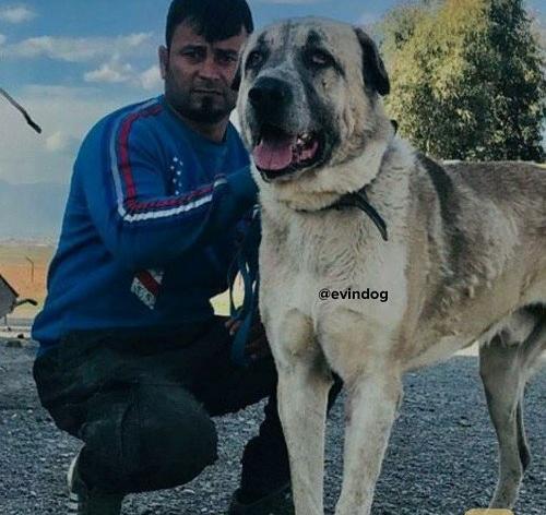 عکس سگ سرابی وحشی بزرگ