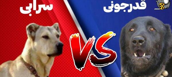 عکس سگ سرابی وحشی بزرگ