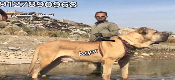 دانلود عکس سگ سرابی اصیل