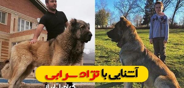 دانلود عکس سگ سرابی اصیل