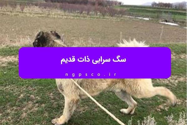 دانلود عکس سگ سرابی اصیل