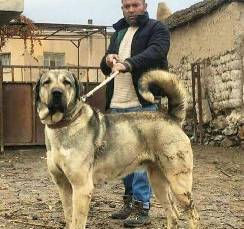 دانلود عکس سگ سرابی اصیل