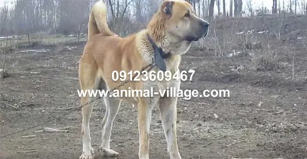 دانلود عکس سگ سرابی اصیل