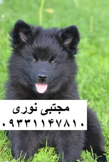 عکس سگ ژرمن بلک بچه