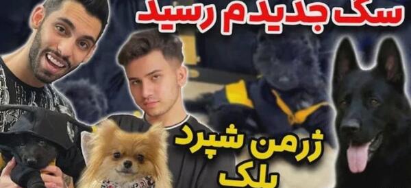 عکس سگ ژرمن بلک بچه