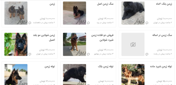 عکس سگ ژرمن بلک بچه