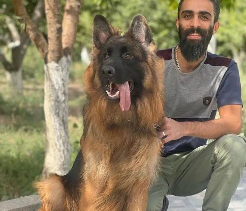 عکس سگ ژرمن بلک شولاین