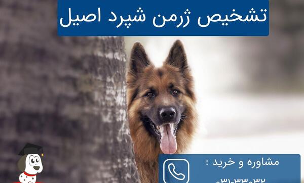 عکس سگ ژرمن بلک اصل