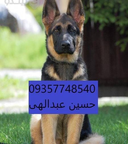 عکس سگ ژرمن شپرد اصیل توله