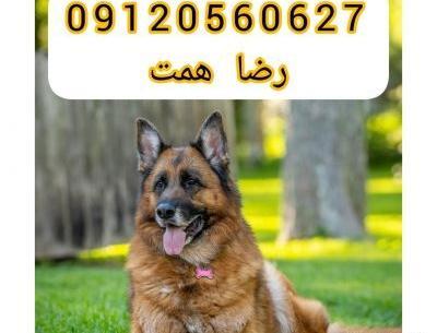 عکس سگ ژرمن شپرد اصیل توله