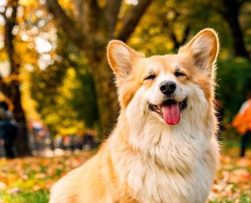 عکس سگ زرد کوچولو
