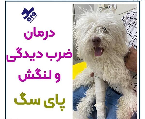 عکس سگ زخمی شده