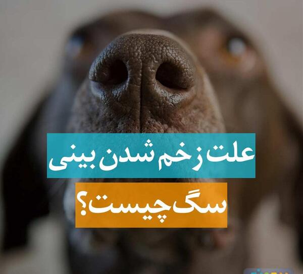عکس سگ زخمی شده