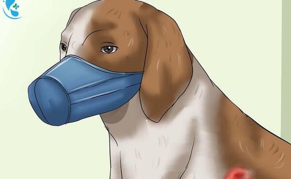 عکس سگ های زخمی