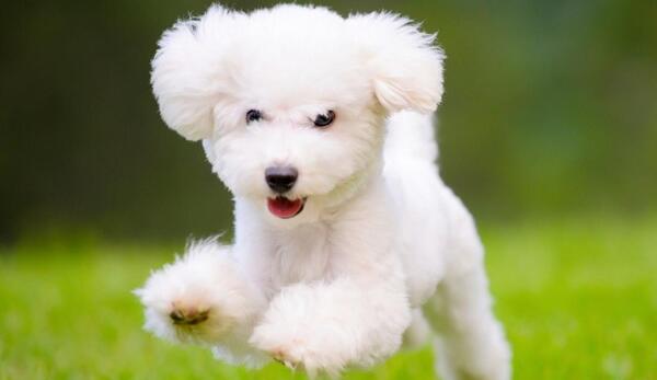 عکس سگ های زیبا برای پروفایل