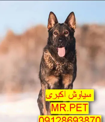عکس رکس سگ پلیس
